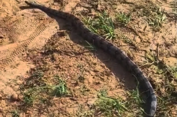 DEFESA CIVIL DE RESGATA JIBOIA DE GRANDE PORTE NO PARQUE ESTADUAL