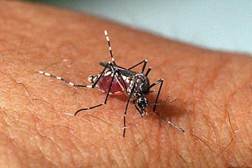 ÁGUAS DA PRATA CHEGA A 19 CASOS DE DENGUE E COMBATE DEVE SER INTENSO