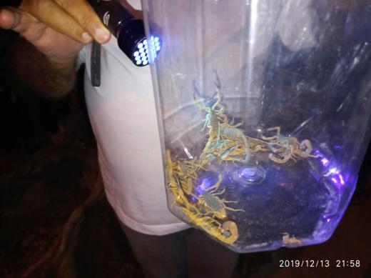 XÔ ESCORPIÃO: COMBATE AO ARACNÍDEO É INTENSIFICADO NA CIDADE