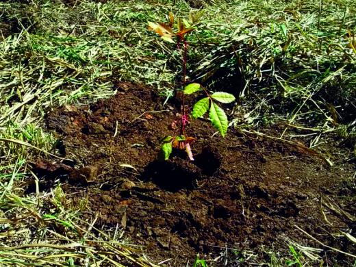 SECRETARIA DO MEIO AMBIENTE PLANTA ÁRVORES NATIVAS NAS NASCENTES