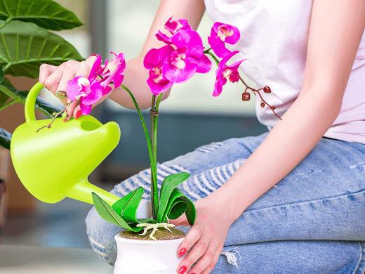 ABERTAS AS INSCRIÇÕES PARA CURSO DE CULTIVO DE ORQUÍDEAS
