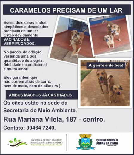 CÃES RESGATADOS AGUARDAM ADOÇÃO NA SECRETARIA DE MEIO AMBIENTE