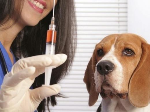 CAMPANHAS DE VACINAÇÃO ANTIRRÁBICA SÃO SUSPENSAS PELA PANDEMIA