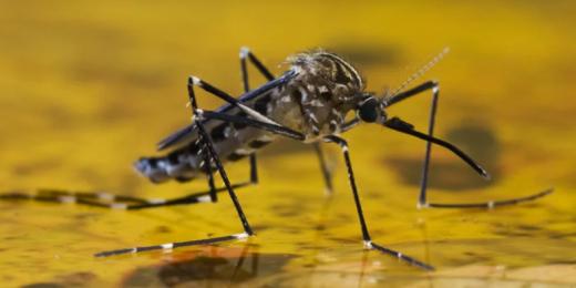 FEBRE AMARELA FAZ SEIS VÍTIMAS FATAIS ENTRE SÃO PAULO E MINAS GERAIS