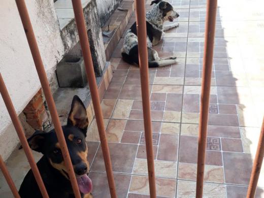 PREFEITURA INICIA TRABALHO VOLTADO À GUARDA RESPONSÁVEL