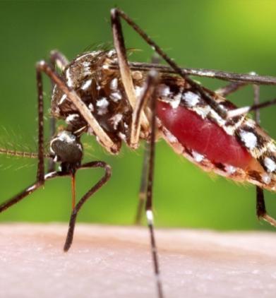 ÁGUAS DA PRATA REGISTRA O PRIMEIRO CASO DE DENGUE EM 2025