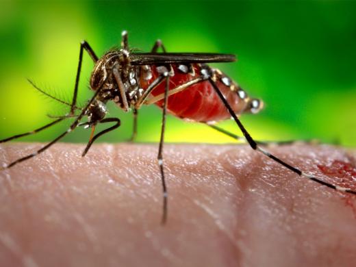 SOBE PARA 4 O NÚMERO DE CASOS DE DENGUE CONFIRMADOS NA CIDADE