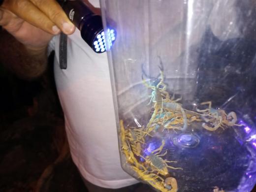XÔ ESCORPIÃO, DENGUE E CORONAVÍRUS: COMBATE SEGUE NA CIDADE