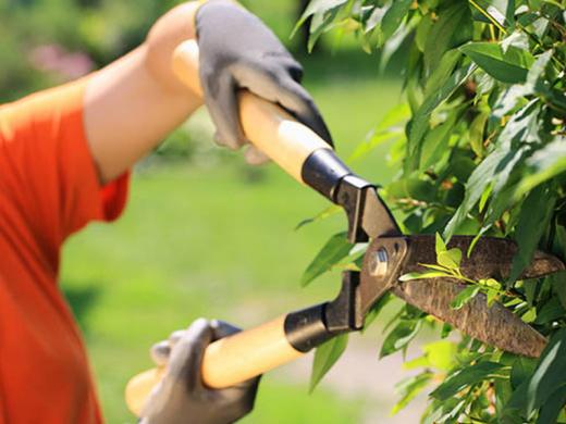 ABERTAS AS INSCRIÇÕES PARA O CURSO GRATUITO DE JARDINEIRO