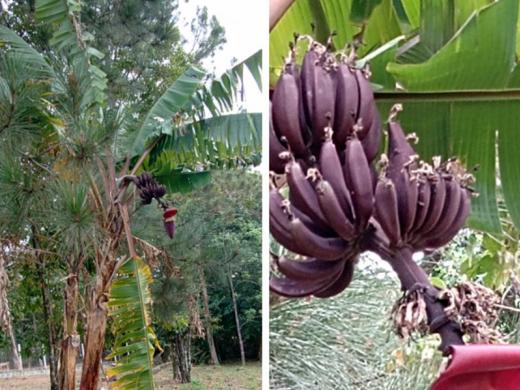 SEMANA DO MEIO AMBIENTE É COMEMORADA COM AÇÕES DE CONSCIENTIZAÇÃO