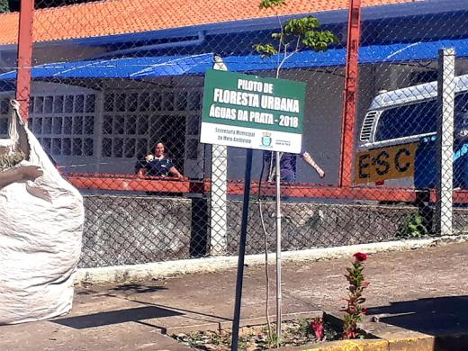 CIDADE TEM O PILOTO DE FLORESTA URBANA IMPLANTADO DESDE 2018