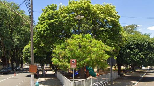 ARVORES DA PRAÇA DA BANDEIRA ESTÃO SENDO PODADAS COMO PREVENÇÃO