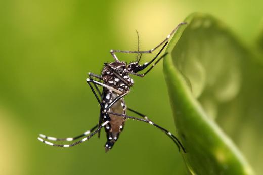 ALERTA: ÁGUAS DA PRATA PODE VIVER EPIDEMIA DE DENGUE E PRECISA DO APOIO DA POPULAÇÃO