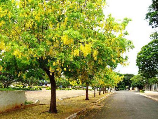 GESTÃO PARTICIPATIVA SOBRE ARBORIZAÇÃO URBANA EM SÃO ROQUE