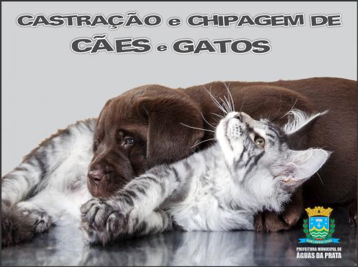 PREFEITURA REALIZA CASTRAÇÃO E CHIPAGEM DE CÃES E GATOS VULNERÁVEIS