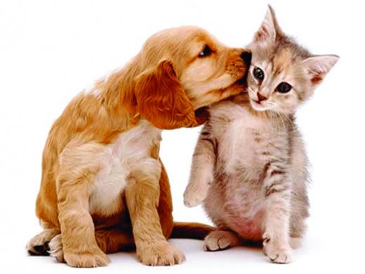 ÁGUAS DA PRATA ADERE AO SISTEMA ESTADUAL DE DEFESA DE CÃES E GATOS