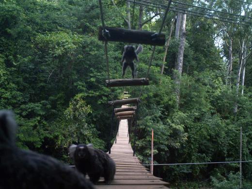 PREFEITURA VAI IMPLANTAR PONTE SUSPENSA PARA PASSAGEM DE ANIMAIS